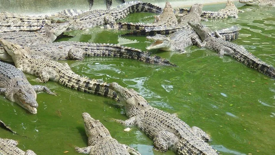 crocodile park